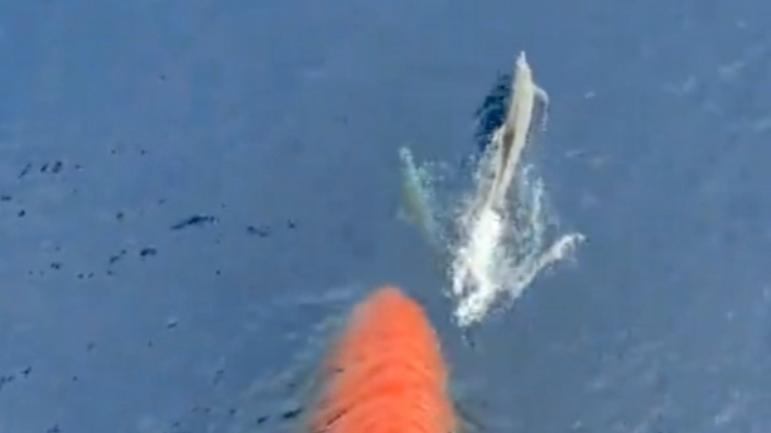 Les dauphins nagent contre le bateau