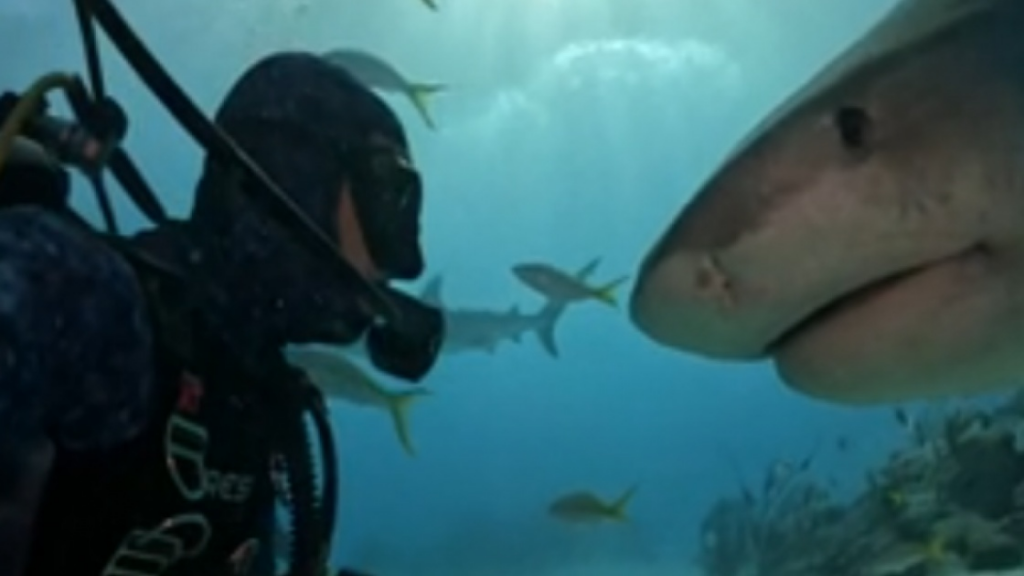 Nager avec des requins