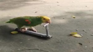 Perroquet sur une trottinette!