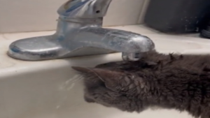 Quelqu&rsquo;un serait-il disponible pour lui apprendre à boire?