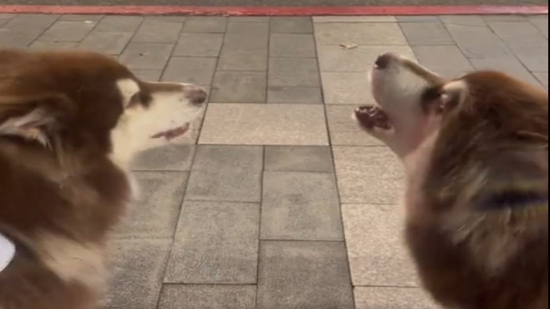 Pour entendre encore plus les sirènes!