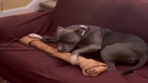 Un cadeau aussi gros que celui qui le reçoit!