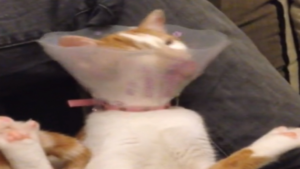 Un cône d&rsquo;une extrême propreté!