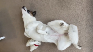 Tellement confortable!