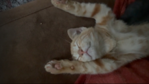 Ne le dérangez surtout pas!