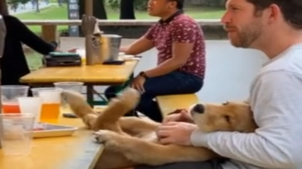Un chiot trop content de recevoir un massage