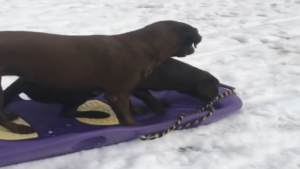 Une petite glissade pour bien finir la journée?
