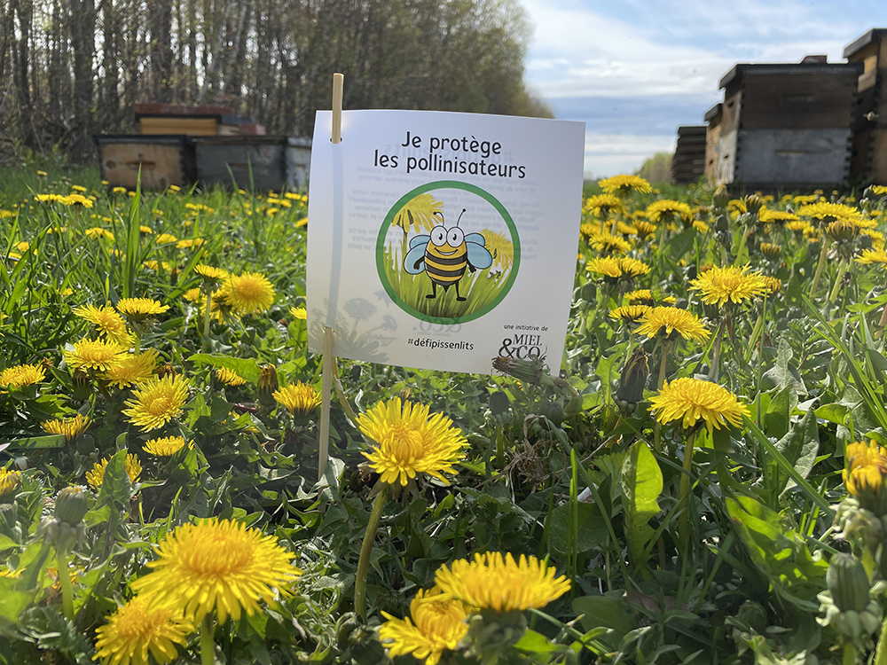 VIDÉO – Offrir une chance aux abeilles avec le Défi Pissentlits
