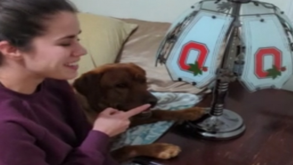 Un chien multifonction