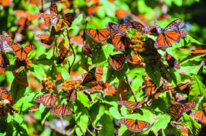 Que font les animaux en hiver ?