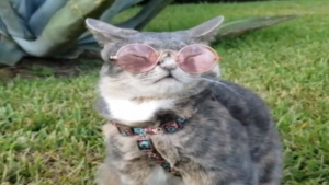 Cours 101: comment avoir de l&rsquo;attitude!