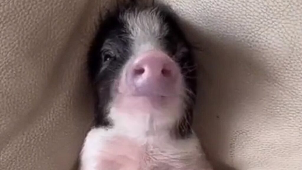 Ce bébé cochon se chauffe la couenne
