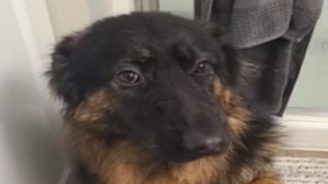 Il a besoin d&rsquo;être rassuré!