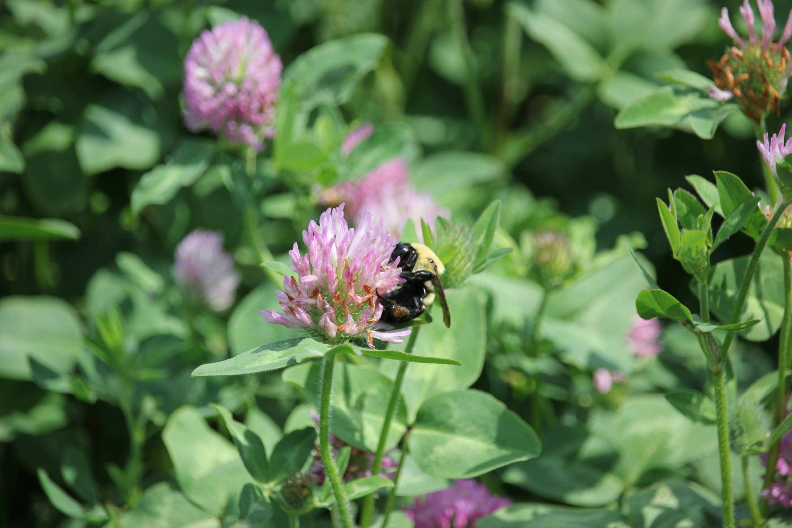 Deux projets agricoles en faveur des oiseaux champêtres et des pollinisateurs