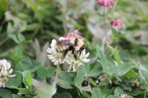 Plus de 530 000 $ pour la conservation d’espèces en péril en Montérégie
