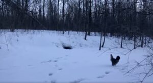 VIDÉO – Une gélinotte gigote devant un terrier de renards