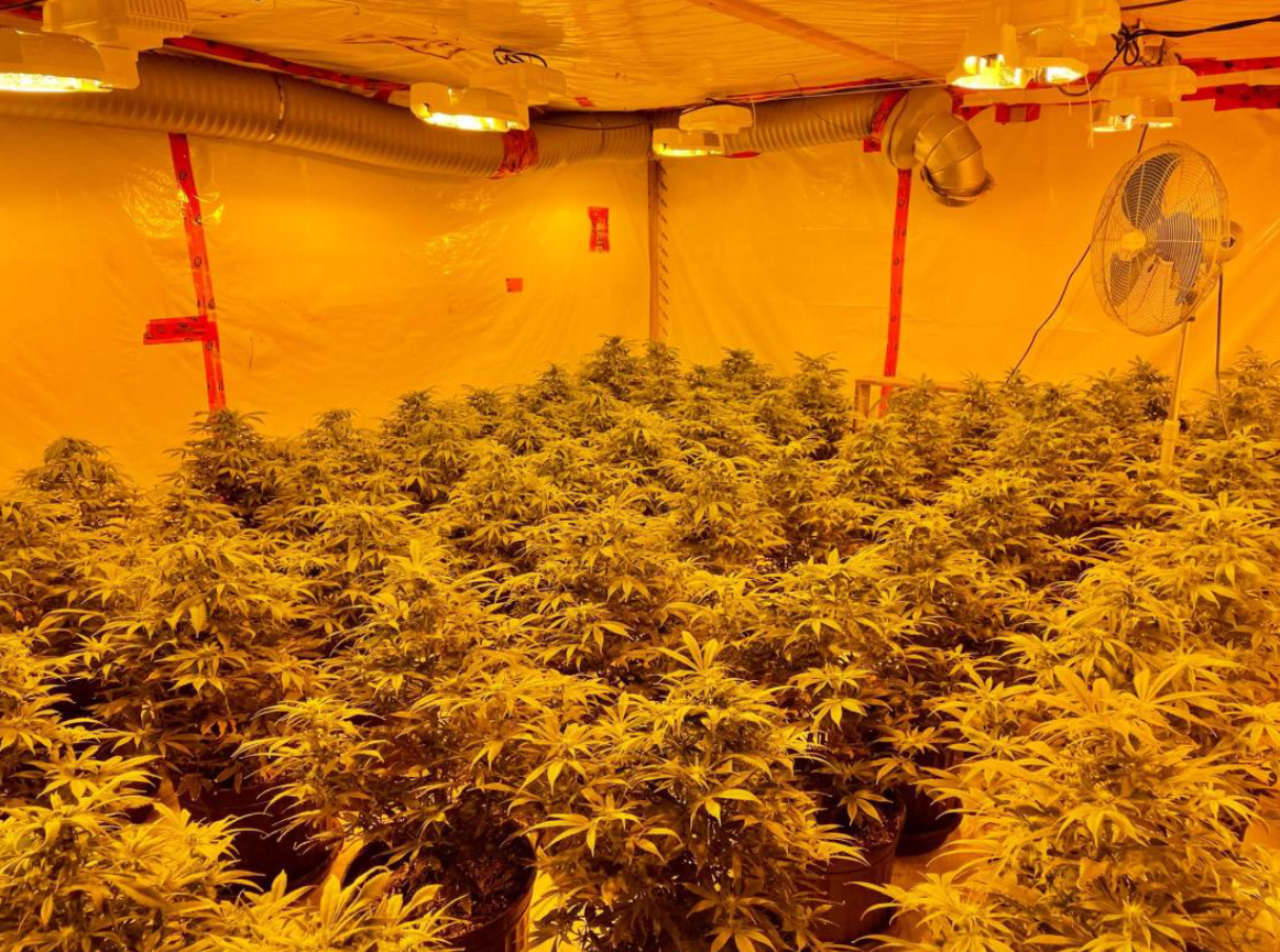 Perquisition d’une serre de cannabis illégale à Saint-Isidore