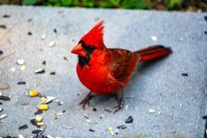 Billet d&rsquo;humeur : Monsieur le Cardinal