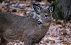 Cerfs du parc Michel-Chartrand: Le recours à l’euthanasie était une « évidence »