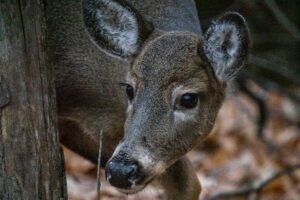 Un autre recensement de cerfs à La Prairie