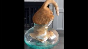 Oui, oui, je rentre dans ce bocal!