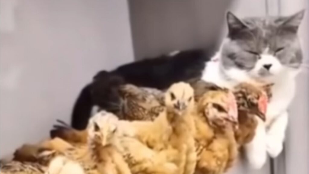 Un chat en crise identitaire