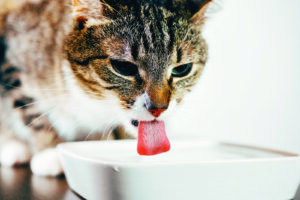 « Puis-je donner du lait à mon chat? »