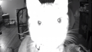 Le chat est hypnotisé par la caméra!