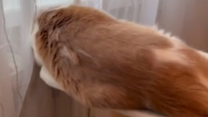 Un chat dort sur un radiateur