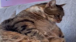 Ce chat est une vraie boule