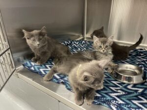 Feux de forêts : Proanima accueille des animaux de l’Abitibi 