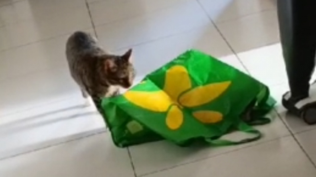 Un chat saute du sac pour surprendre son frère