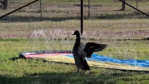 Des jeux d’eau dont tous peuvent profiter