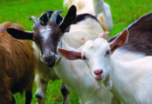 L’élevage de chèvres, c’est bien plus que du lait