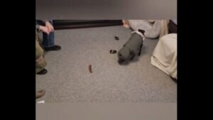 Ce chien ne veut rien savoir de ses bottes!