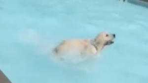 Une baignade rafraîchissante pour un chien