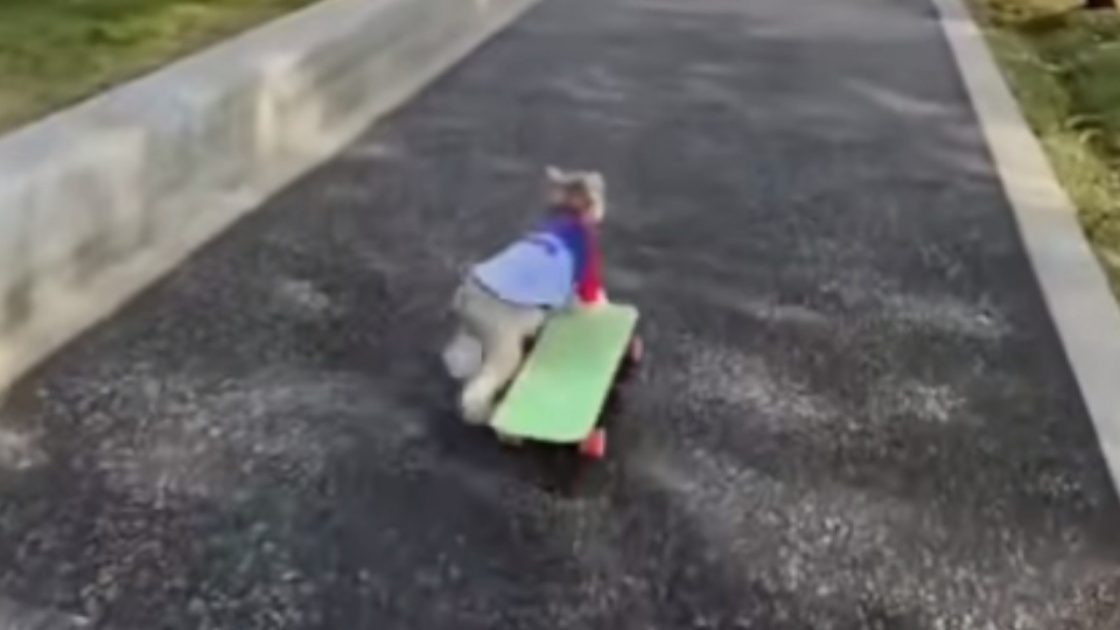Un chien  »skater »!