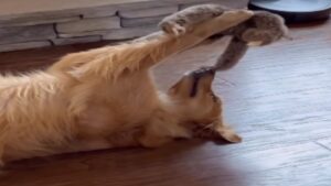 Ce chien adore son toutou!