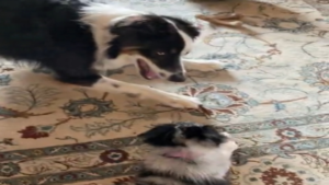 Amour fraternel canin