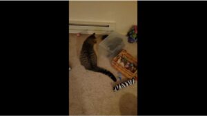 Pris au piège lors d&rsquo;un combat félin