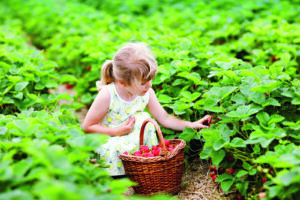 Conseils pratiques pour l’autocueillette des petits fruits