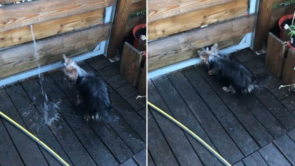 Une grande soif ou un jeu amusant?