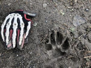 VIDÉO – Un cougar dans la région ?