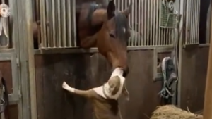 Un beau moment entre chien et cheval