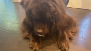 Il n’y a pas de bonne façon de finir son assiette