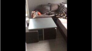 Des amis assez inhabituels!