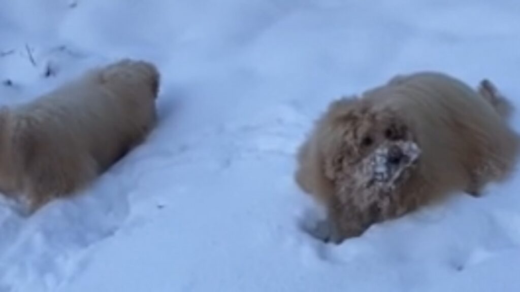 Goldendoodle jouent dans la neige