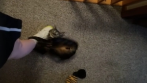 L&rsquo;heure de la chasse a sonné!