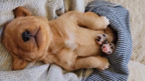 C&rsquo;est l&rsquo;heure de la sieste!