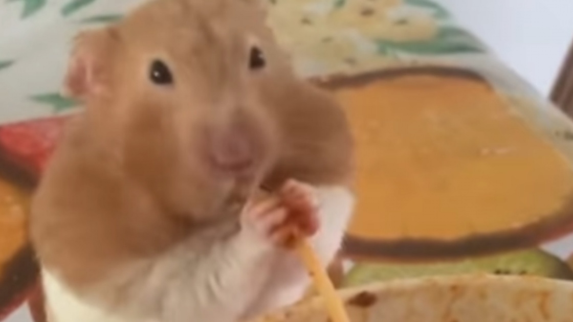 Un hamster gourmet